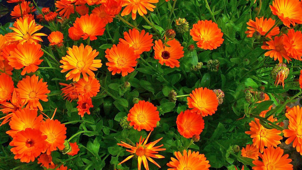 Flores para plantar en primavera con tus hijos - Helen Doron English